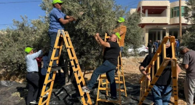 الحملة الوطنية لقطف الزيتون تعتمد نهجا لا مركزيا لإدارة الموسم وتدعو لحماية المزارعين وتمكينهم من جني ثمارهم