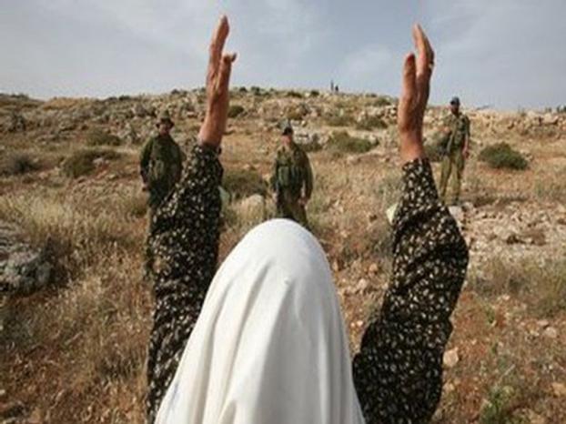 المستوطنون يقتلعون 80 شجرة زيتون غرب رام الله