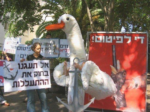 إسرائيليون يتظاهرون لحماية الإوز