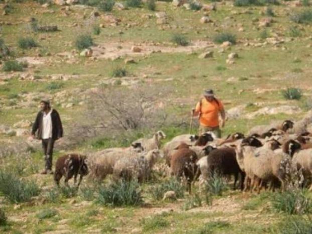 مستوطنون يرعون أغنامهم بأراضي المواطنين في واد سعير شمال شرق الخليل مستوطنون يرعون أغنامهم بأراضي المواطنين في واد سعير شمال شرق الخليل