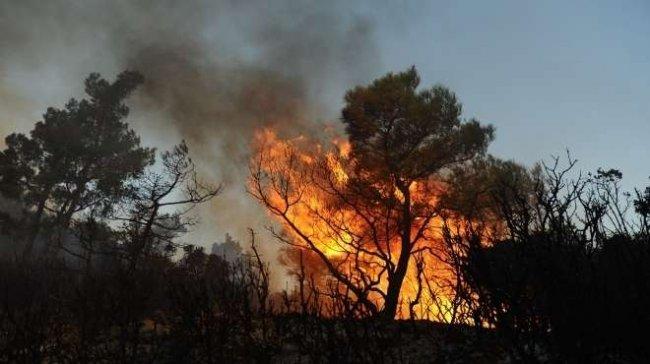 إنقاذ 200 شخص في حرائق غابات سيدني
