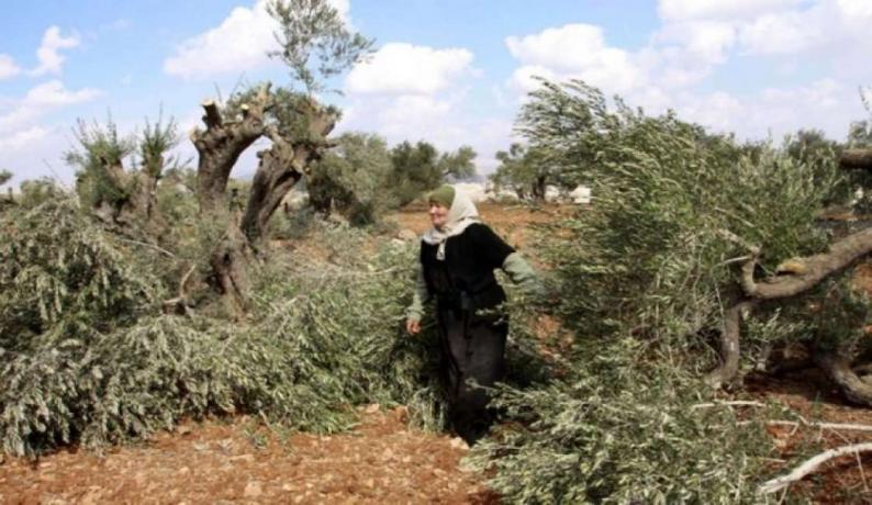 مستوطنون يقطعون 12 شجرة زيتون غرب سلفيت مستوطنون يقطعون 12 شجرة زيتون غرب سلفيت