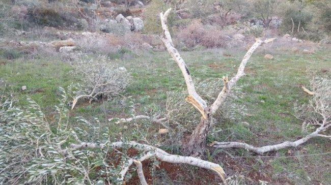 مستوطنون يحطمون 200 شجرة زيتون جنوب نابلس