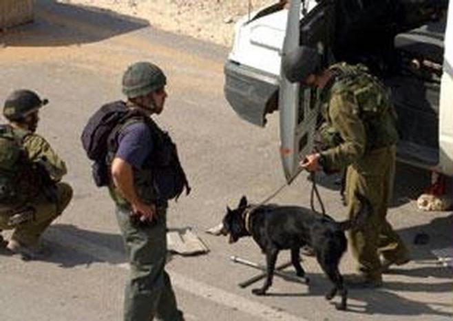&quot;هآرتس&quot;: مجندات الجيش يدربن الكلاب البوليسية على مركبات الفلسطينيين