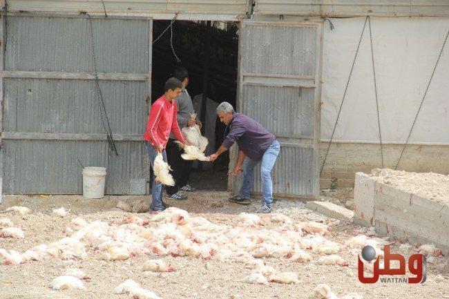فيديو.. إعدام الآلاف من الدجاج البيّاض في مزارع الضفة