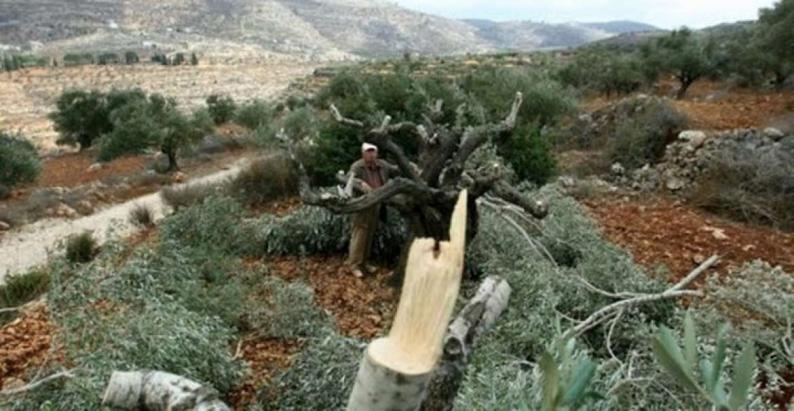 مستوطنون يقطعون مئات أشجار الزيتون المعمرة غرب بيت لحم
