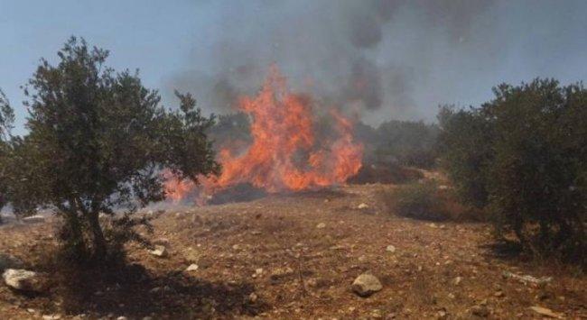 مستوطنون يحرقون أشجار زيتون وتين وعنب شرق رام الله