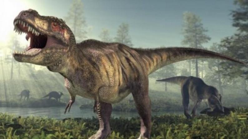 العثور على أحفورة ديناصور في الصين!
