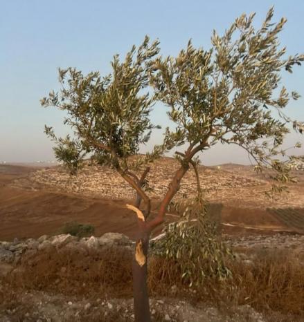 مستوطن يكسر أغصان زيتون في مخماس شمالي القدس