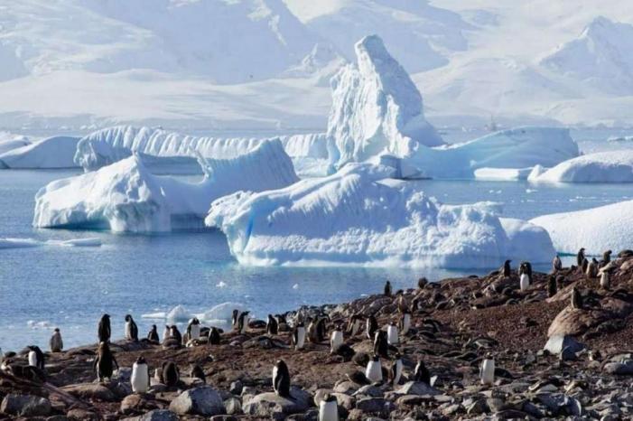 دراسة مفاجئة: أنتاركتيكا قد تكتسي باللون الأخضر!