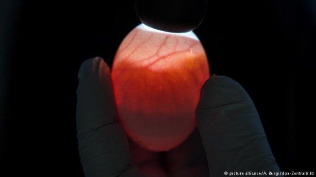 باحثون ألمان يتمكنون من تحديد جنس البيضة