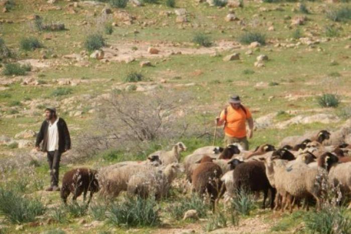 مستوطنون يرعون أغنام في أراضٍ مزروعة بالزيتون بقرية المغير