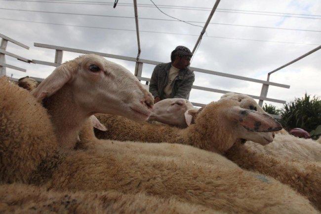 أشرف مرار لوطن: لا حجوزات على الأضاحي حتى اللحظة .. وسوق الاضاحي يواجه ركودا لم يشهده من قبل أشرف مرار لوطن: لا حجوزات على الأضاحي حتى اللحظة .. وسوق الاضاحي يواجه ركودا لم يشهده من قبل