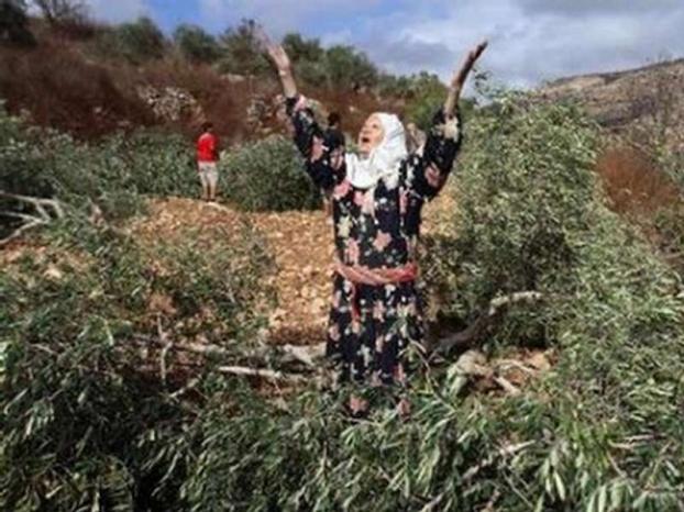 مستوطنون يقطعون 40 شجرة في قريوت جنوب نابلس