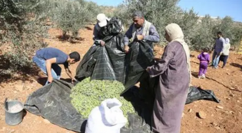 الاحتلال يمنع مواطنين من قطف الزيتون في الزاوية ومردا شمال سلفيت الاحتلال يمنع مواطنين من قطف الزيتون في الزاوية ومردا شمال سلفيت