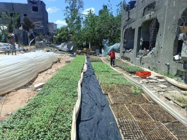 دروس من الطبيعة.. كيف تساهم البيئة في تعزيز صمود الفلسطيني؟ دروس من الطبيعة.. كيف تساهم البيئة في تعزيز صمود الفلسطيني؟