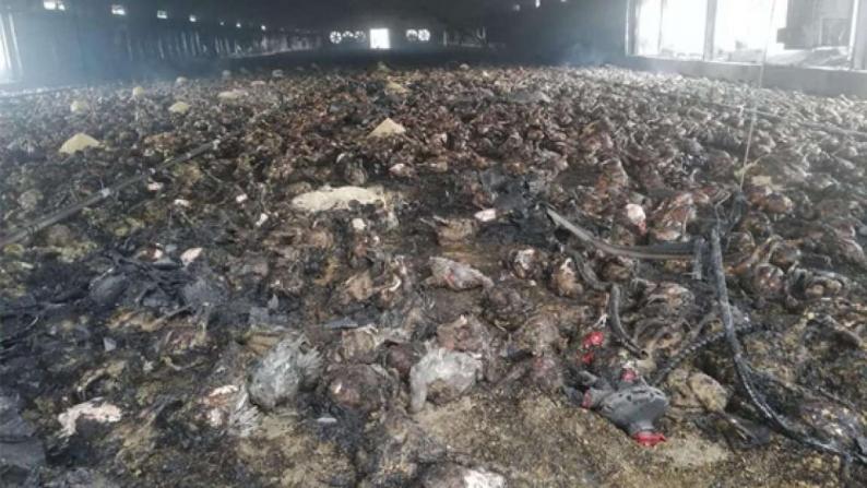 نفوق 20 ألف طير دجاج إثر حريق في بلدة عجة جنوب جنين