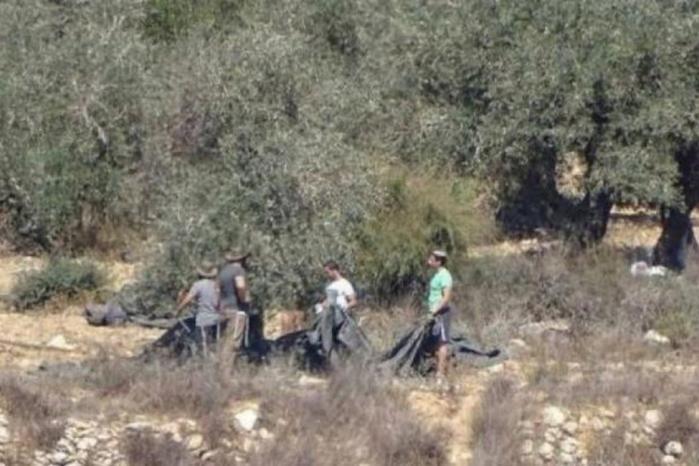 مستوطنون يسرقون ثمار زيتون ويطلقون الرصاص صوب مزارع شرق مردا