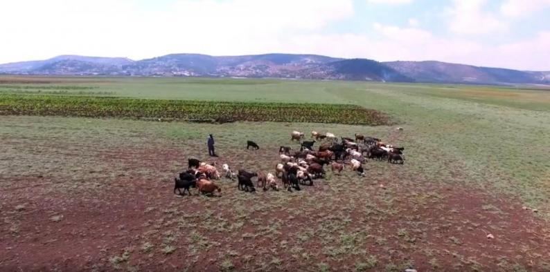 شحّ الأمطار في الضفة الغربية يُنذر بصيف لاهب وتراجع في الزراعة والثروة الحيوانية