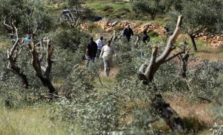 مستوطنون يقطعون أشجار زيتون في قرية المغير شرق جنين مستوطنون يقطعون أشجار زيتون في قرية المغير شرق جنين