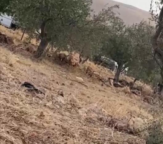 الاحتلال يطرد مزارعين من أراضيهم في بيت فوريك شرق نابلس الاحتلال يطرد مزارعين من أراضيهم في بيت فوريك شرق نابلس