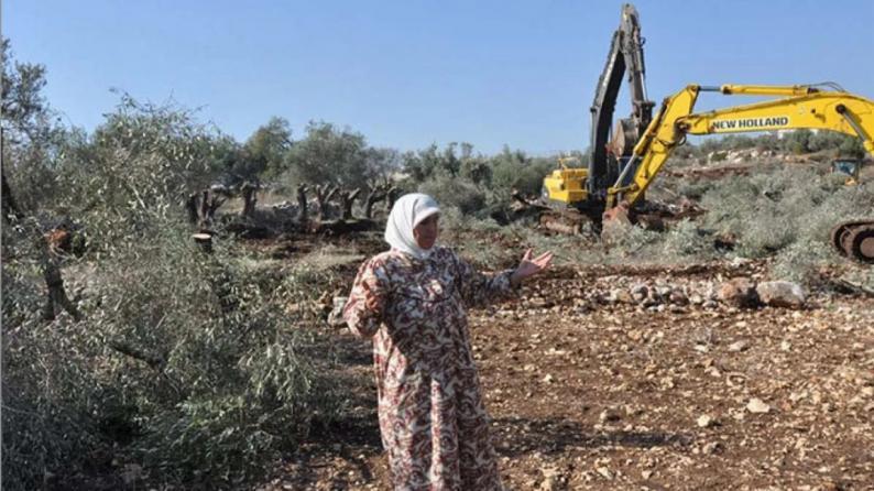 خالد فحل يكتب لوطن: ضرب الاقتصاد الفلسطيني يبدأ من شجرة الزيتون