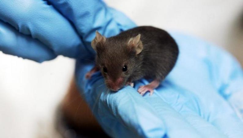 لقاح محتمل لـ&quot;كورونا&quot; يحقق نتائج مبشرة في دراسة على الفئران