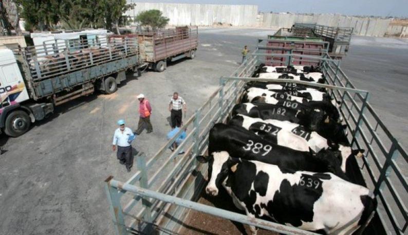 وزارة الزراعة: أسعار اللحوم ستنخفض في الأيام القليلة القادمة