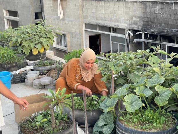 الزراعة المنزلية في شمال قطاع غزة... أم فارس "فلاحة" للمرة الأولى الزراعة المنزلية في شمال قطاع غزة... أم فارس "فلاحة" للمرة الأولى