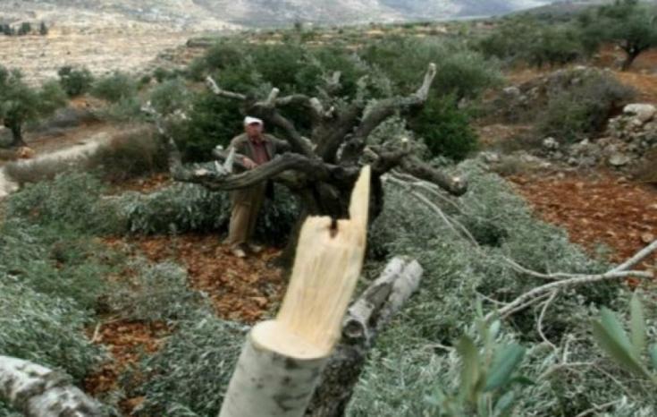 مستوطنون يكسرون عشرات أشجار الزيتون ويسرقون ثمارها غرب سلفيت مستوطنون يكسرون عشرات أشجار الزيتون ويسرقون ثمارها غرب سلفيت
