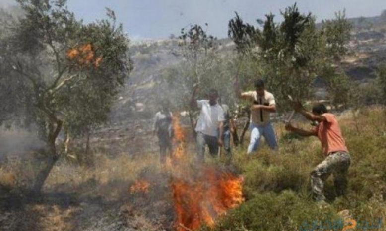 مستوطنون يحرقون ويقطعون عشرات أشجار الزيتون في برقا مستوطنون يحرقون ويقطعون عشرات أشجار الزيتون في برقا