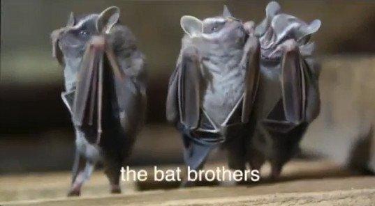 بالفيديو.. عندما ترقص الخفافيش