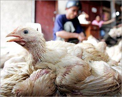 وزراة الزراعة الإسرائيلية تعدم 20 ألف دجاجة مصابة بانفلونزا الطيور