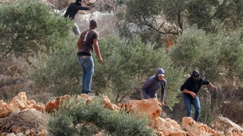 الاحتلال يعتقل 3مواطنين عقب هجوم للمستوطنين على قاطفي الزيتون جنوب الخليل الاحتلال يعتقل 3مواطنين عقب هجوم للمستوطنين على قاطفي الزيتون جنوب الخليل
