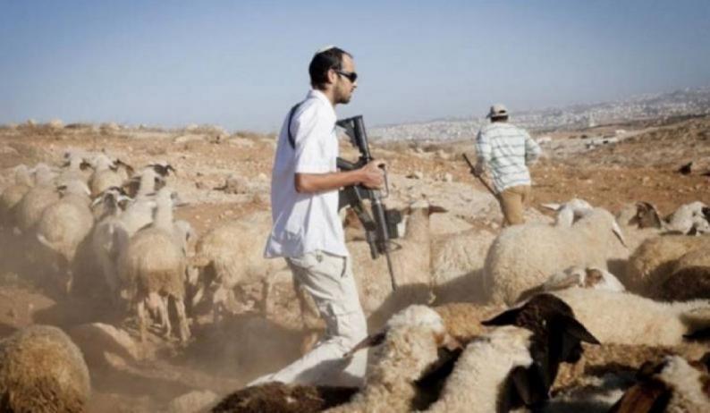 مستوطنون يرعون أغنام في أراضٍ مزروعة بالزيتون بقرية المغير مستوطنون يرعون أغنام في أراضٍ مزروعة بالزيتون بقرية المغير