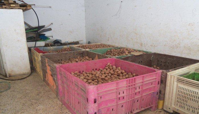بالصور... 'الاقتصاد' تكشف عملية تزوير 5 طن بطاطا تالفة إسرائيلية