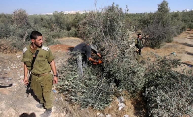 الزيتونة الفلسطينية في مواجهة الاستيطان... صراع على الجذور قبل الثمار الزيتونة الفلسطينية في مواجهة الاستيطان... صراع على الجذور قبل الثمار