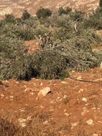 مستوطنون يقطعون 120 شجرة زيتون في كيسان جنوب شرق بيت لحم
