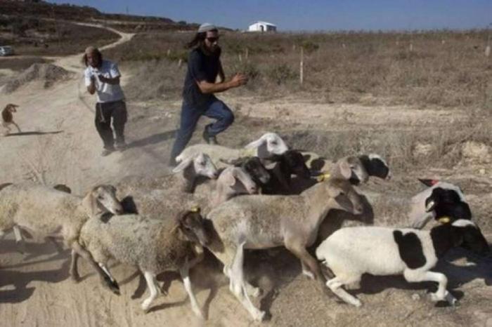 مستوطنون يرعون أغنامهم بين منازل المواطنين في يبرود والمغير ويتسببون بأضرار للمزروعات مستوطنون يرعون أغنامهم بين منازل المواطنين في يبرود والمغير ويتسببون بأضرار للمزروعات