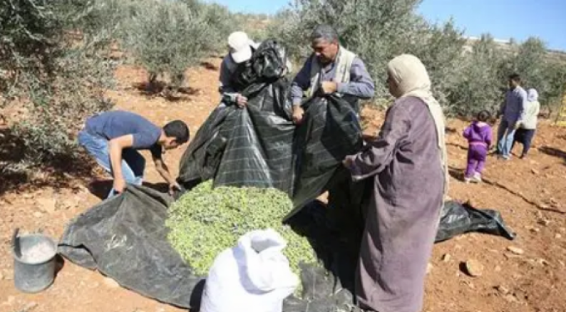 مستوطنون يطاردون المزارعين ويمنعونهم من قطف ثمار الزيتون في بلدة إذنا بالخليل مستوطنون يطاردون المزارعين ويمنعونهم من قطف ثمار الزيتون في بلدة إذنا بالخليل