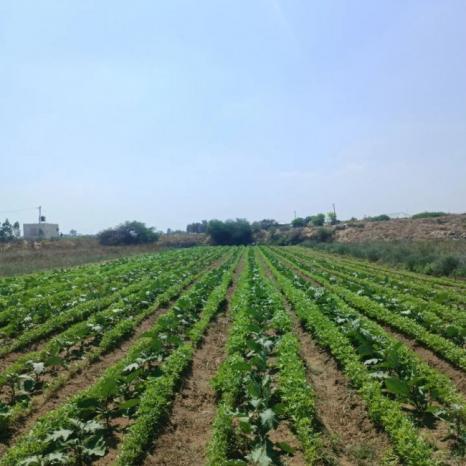 يوسف أبو ربيع الغزي لن يتراجع لكن نفاذ البذور ينذر بالتوقف يوسف أبو ربيع الغزي لن يتراجع لكن نفاذ البذور ينذر بالتوقف