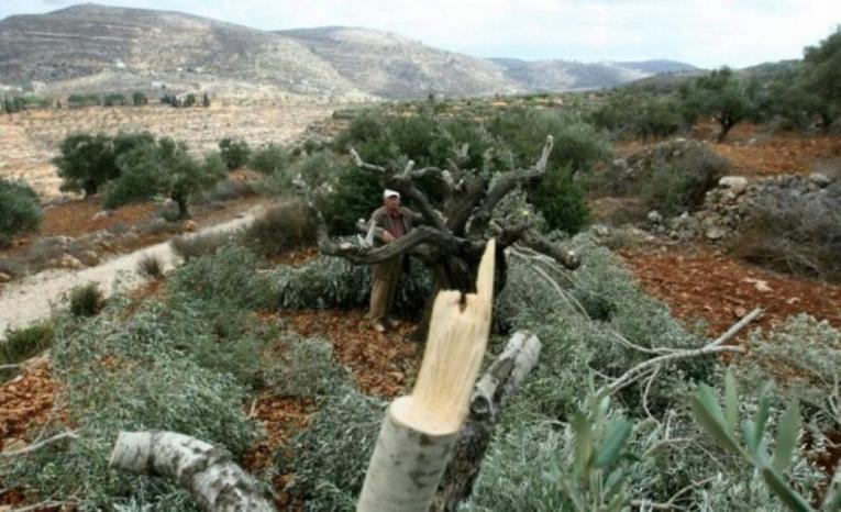 مستوطنون يعتدون على عائلة أثناء قطف الزيتون جنوب يطا