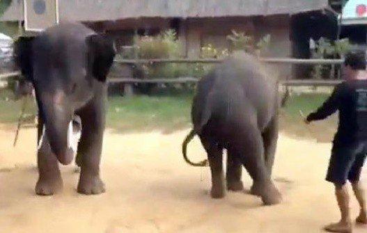 شاهد.. فيلة ترقص على &quot;غانغام ستايل&quot;