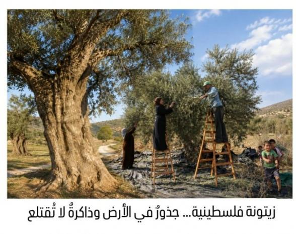 محمود كلّم يكتب لوطن: ما سرّ عداء المستوطنين لشجرة الزيتون الفلسطينية؟ محمود كلّم يكتب لوطن: ما سرّ عداء المستوطنين لشجرة الزيتون الفلسطينية؟