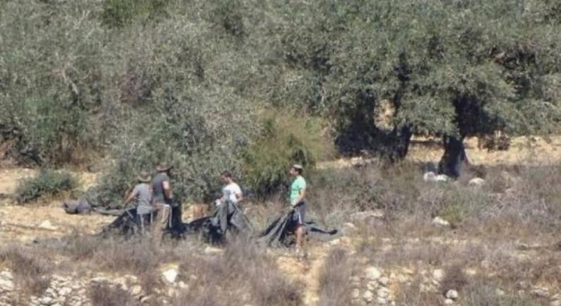 مستوطنون يسرقون ثمار الزيتون من أراضي فقوعة شمال شرق جنين مستوطنون يسرقون ثمار الزيتون من أراضي فقوعة شمال شرق جنين