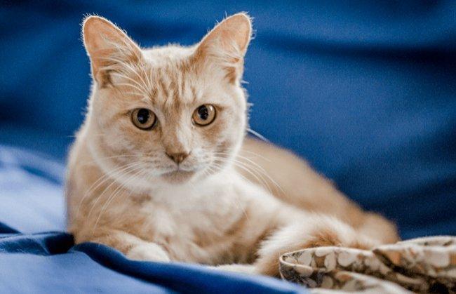 علماء: القطط أخطر مما نتصور..وهذه الأمراض التى تسببها