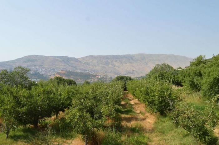 خلال المسار البيئي الجولاني.. الفلسطينيون والجولانيون معاً في مهرجان الكرز السعيد