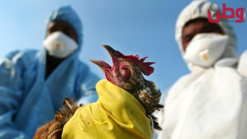 دولة الاحتلال&quot; تُحذّر من وجود طفرة خطيرة لإنفلونزا الطيور