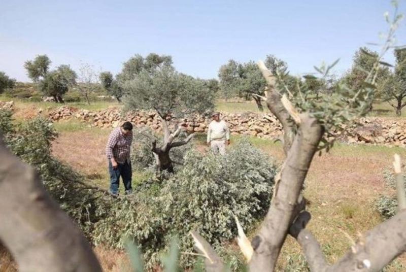 الأمم المتحدة: هجوم المستوطنين على موسم قطف الزيتون الفلسطيني أداة للتهجير والسلب