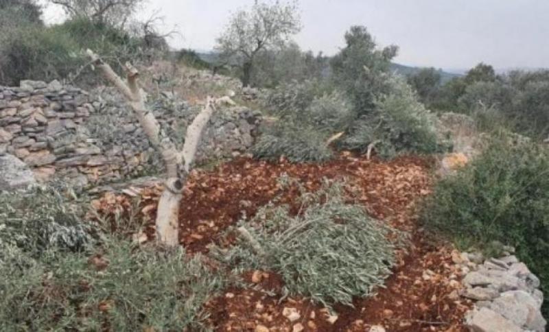 مستوطنون يكسرون أشجار زيتون في أبو انجيم